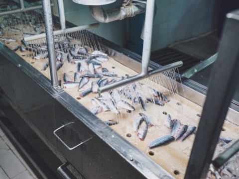 ผลิตปลากระป๋องขายในไทย